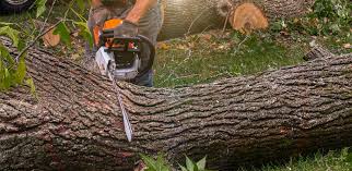 Best Fruit Tree Pruning  in Clintonville, WI