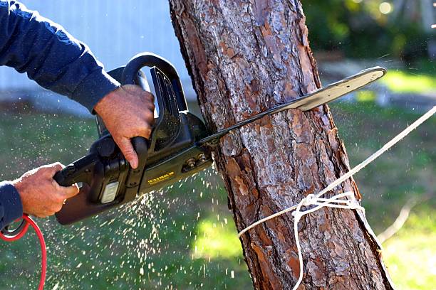 Professional Tree Services in Clintonville, WI