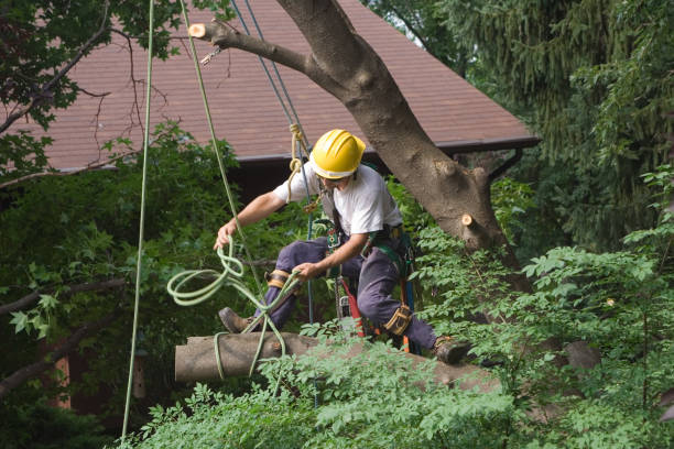 Leaf Removal in Clintonville, WI