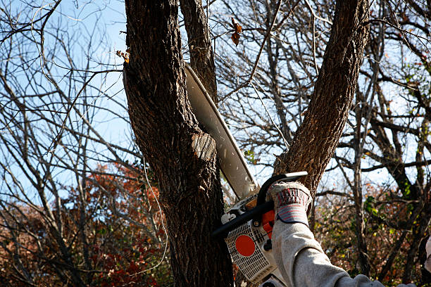 Best Lawn Dethatching  in Clintonville, WI