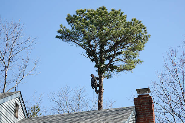 Best Root Management and Removal  in Clintonville, WI