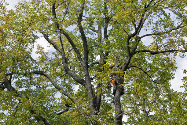 How Our Tree Care Process Works  in  Clintonville, WI